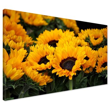 Obraz na płótnie - słoneczniki, kwiaty, żółty