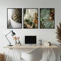 Zestaw obrazy w ramie, plakaty - kaktus, sukulenty, rośliny - rama czarna