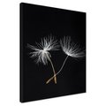 Obraz na płótnie - dandelion, nasiona, natura