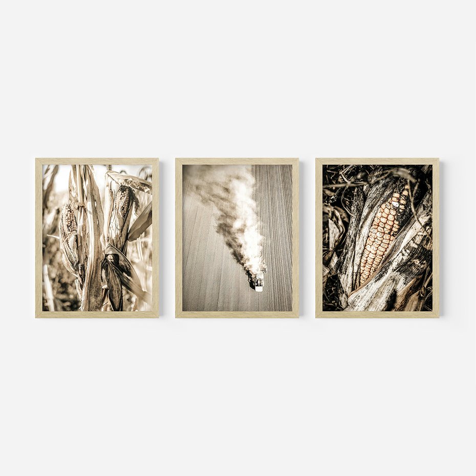Zestaw obrazy w ramie, plakaty - kukurydza, pole, rolnictwo - rama drewno