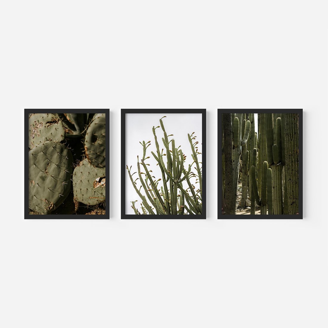 Zestaw obrazy w ramie, plakaty - kaktusy, rośliny, zielony - rama czarna