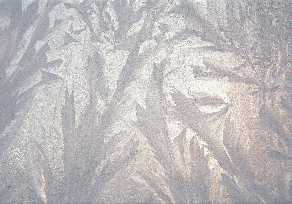 Fototapeta - loft, liście, szron