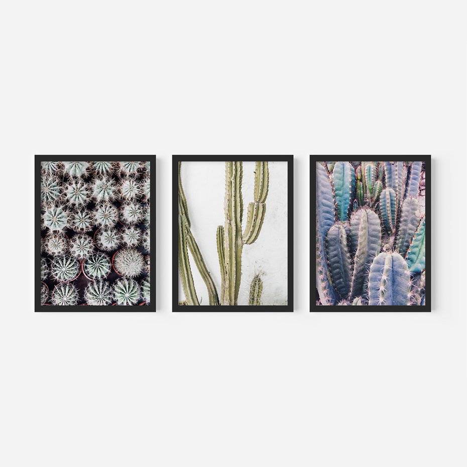 Zestaw obrazy w ramie, plakaty - kaktusy, rośliny, kolce - rama czarna