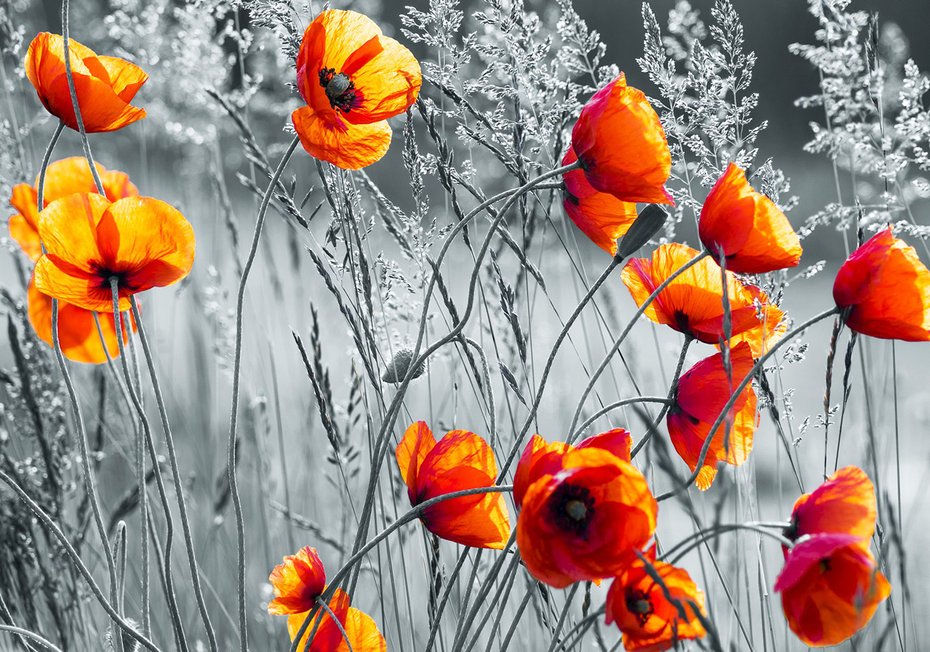 Fototapeta - maki, kwiaty, natura