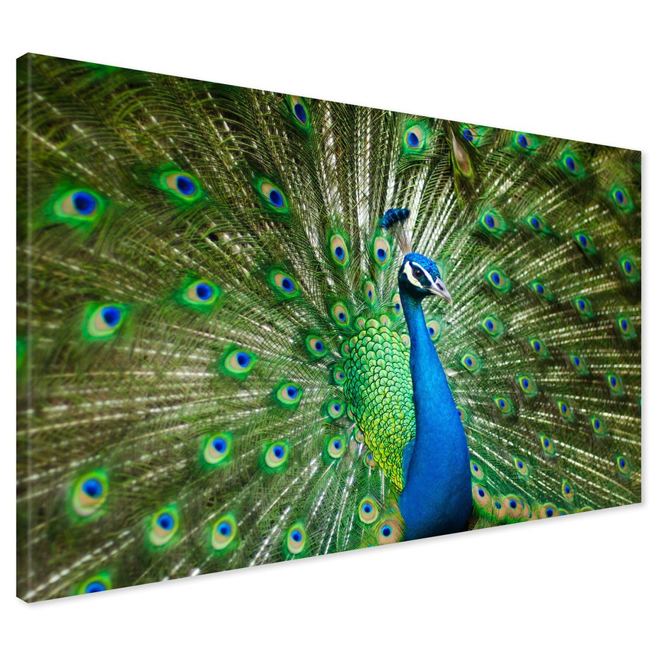 Obraz na płótnie - paw, ptak, pióra