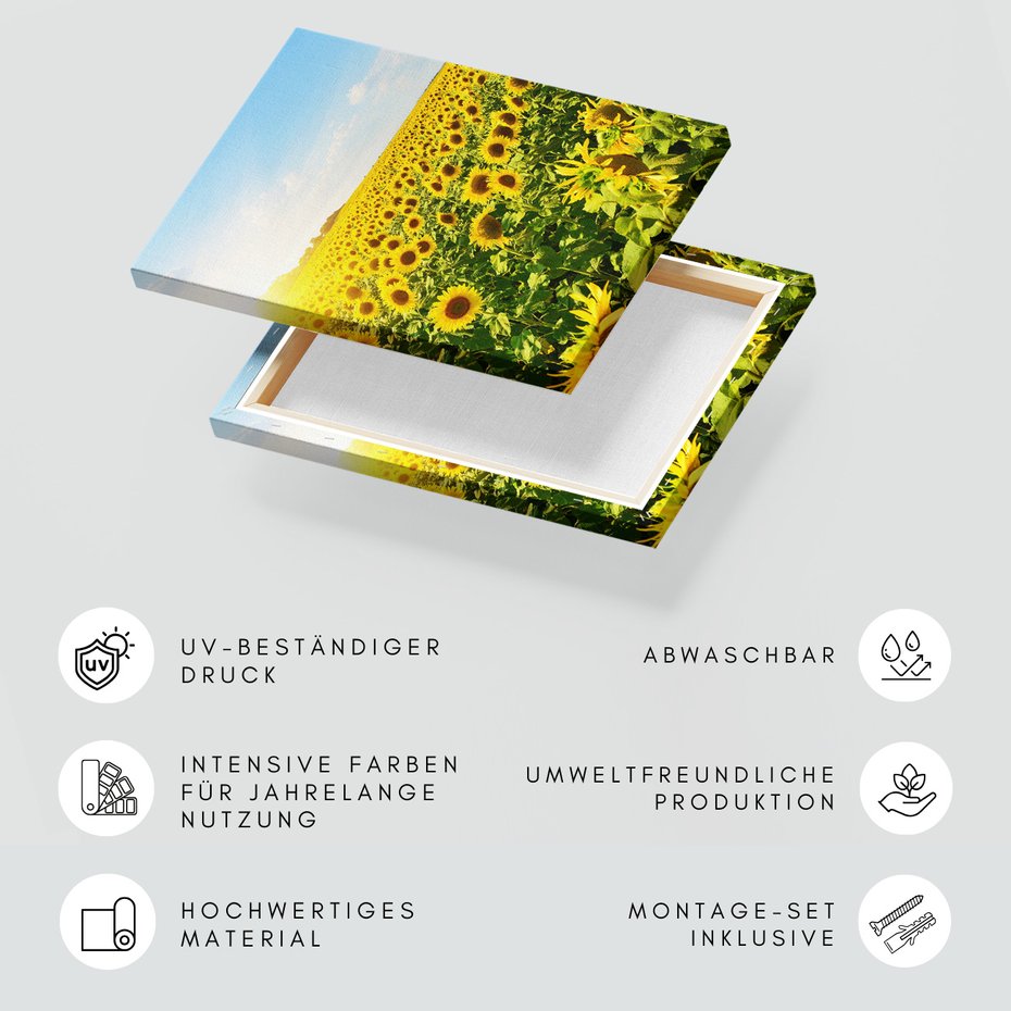 Obraz na płótnie - słoneczniki, pole, lato