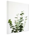 Obraz na płótnie - eukaliptus, liście, roślina