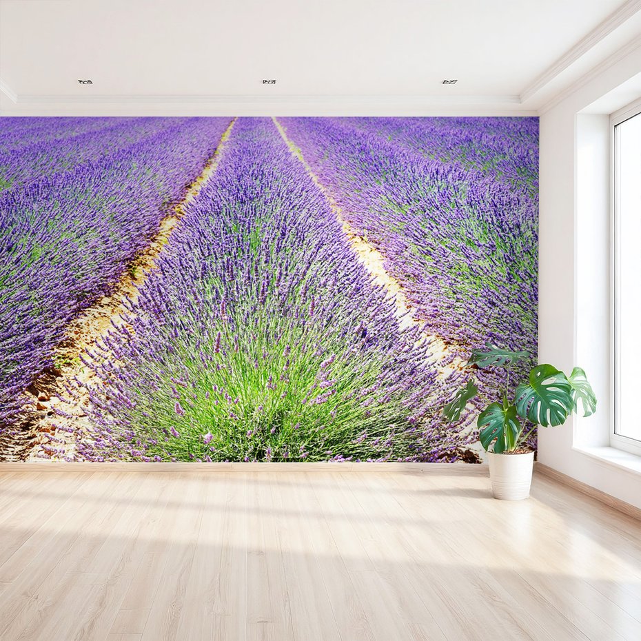 Fototapeta - lawenda, pole, fioletowy