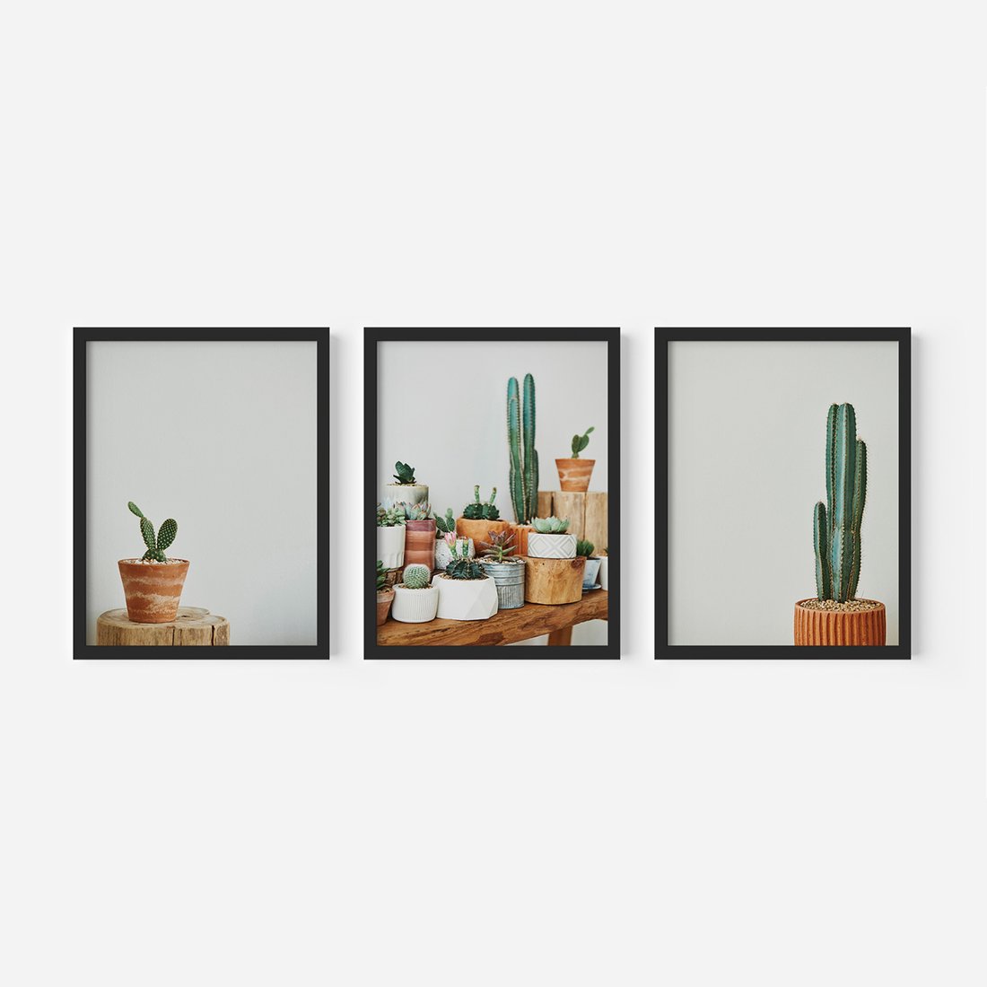 Zestaw obrazy w ramie, plakaty - kaktusy, sukulenty, rośliny - rama czarna