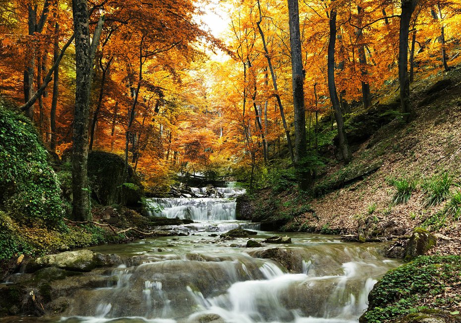 Fototapeta - jesień, las, wodospad