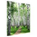 Obraz na płótnie - las, brzozy, natura