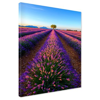 Obraz na płótnie - lawenda, pole, krajobraz