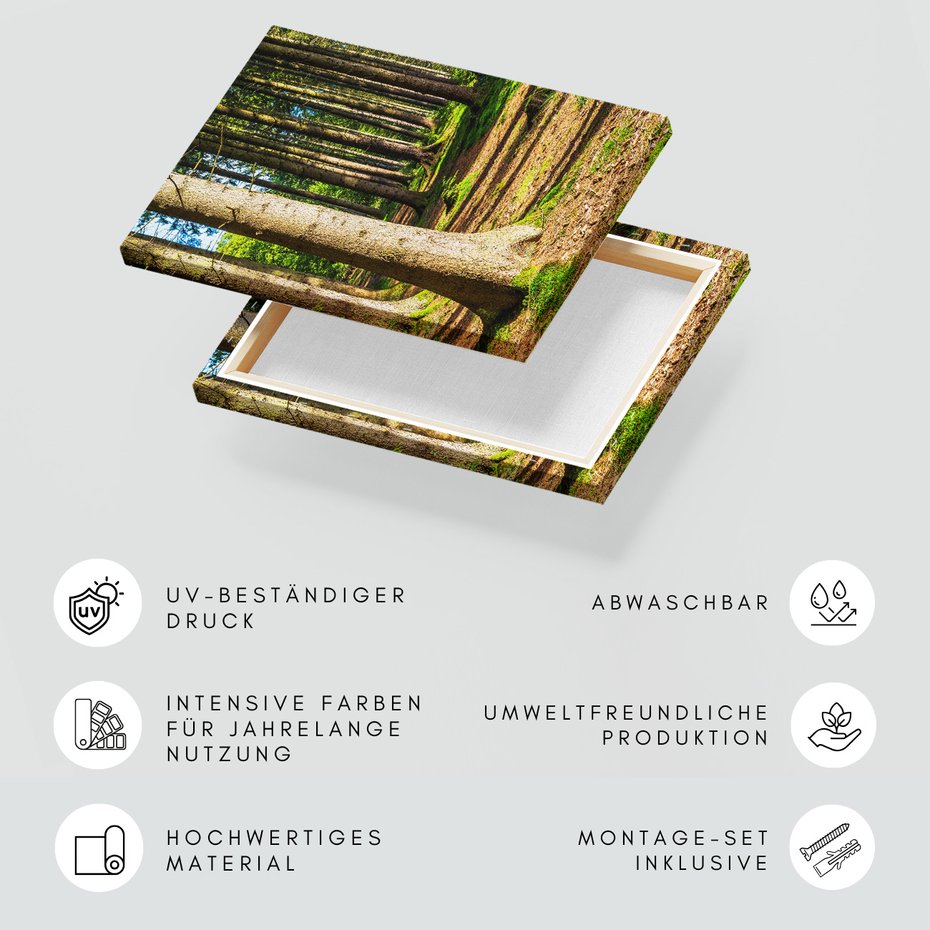 Obraz na płótnie - las, drzewa, przyroda