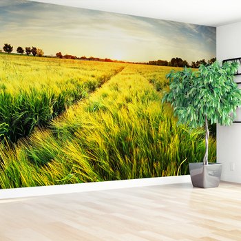 Fototapeta - pole, trawa, słońce