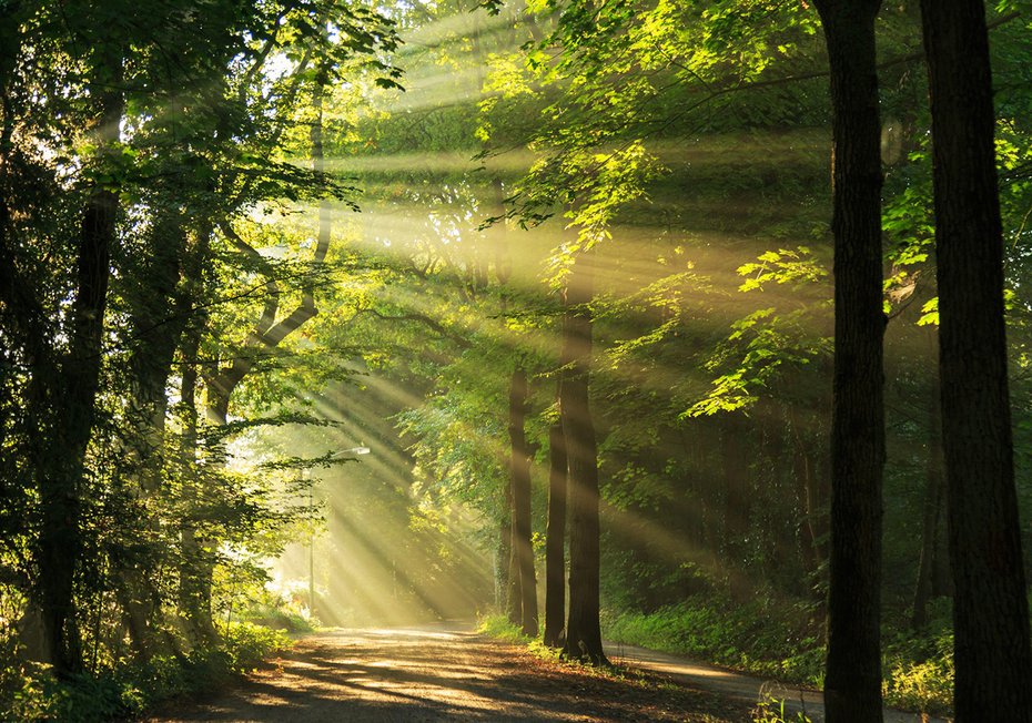Fototapeta - las, promienie, słońce