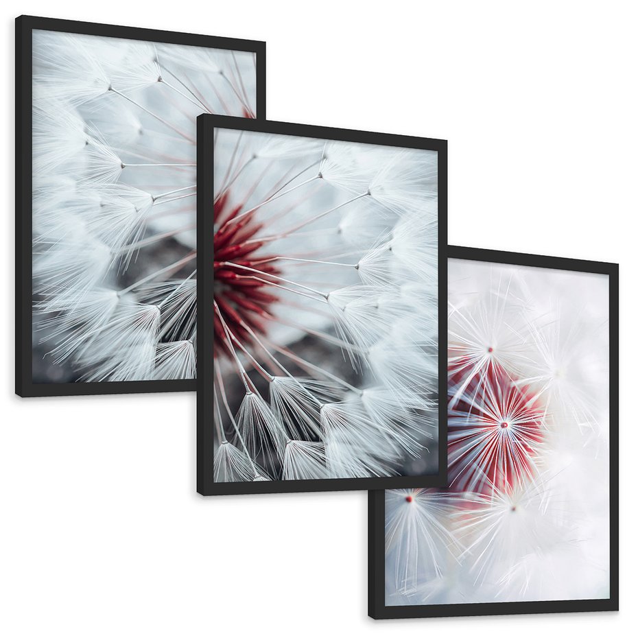 Zestaw obrazy w ramie, plakaty - dmuchawiec, natura, nasiona - rama czarna