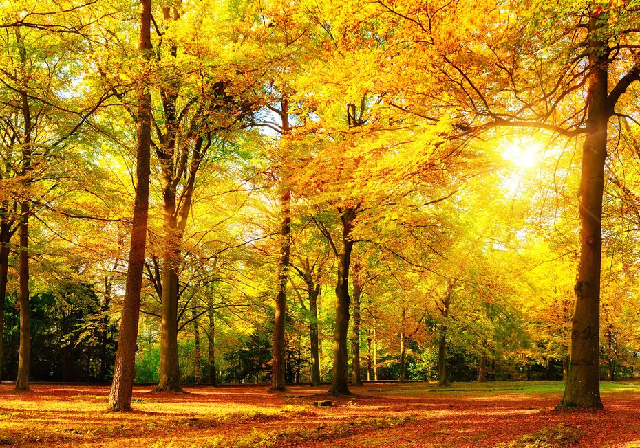 Fototapeta - las, jesień, słońce