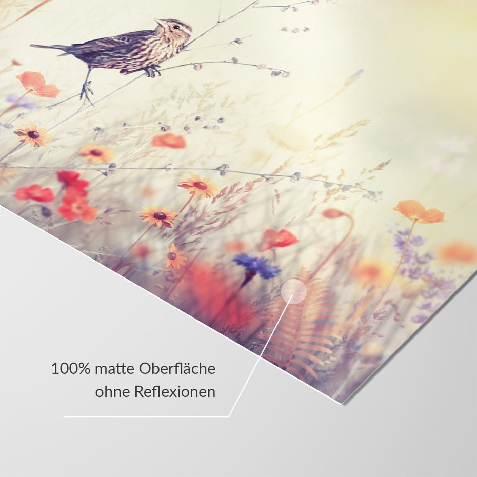 Fototapeta - ptak, kwiaty, łąka