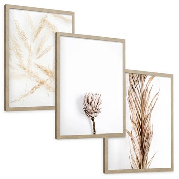Zestaw obrazy w ramie, plakaty - roślina, suchy, kwiatostan - rama drewno