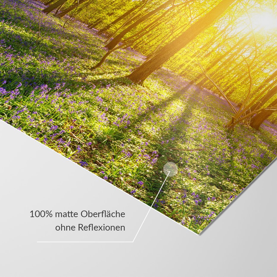 Fototapeta - las, kwiaty, słońce