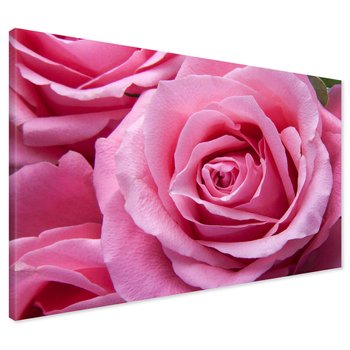 Obraz na płótnie - róża, kwiat, płatki