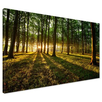 Obraz na płótnie - las, drzewa, światło