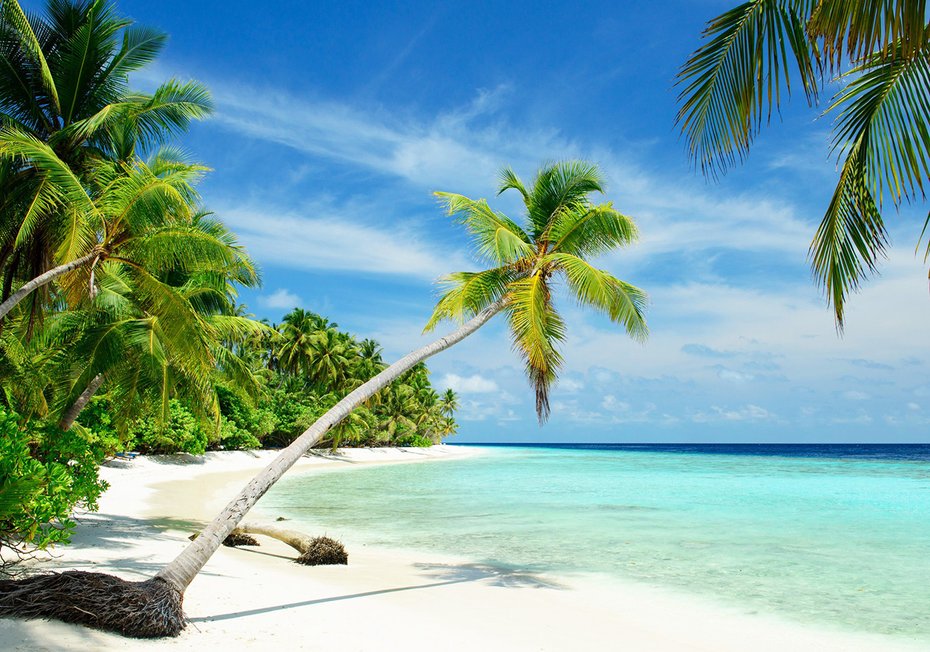 Fototapeta - plaża, palmy, morze