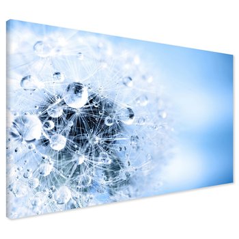 Obraz na płótnie - dmuchawiec, krople, natura