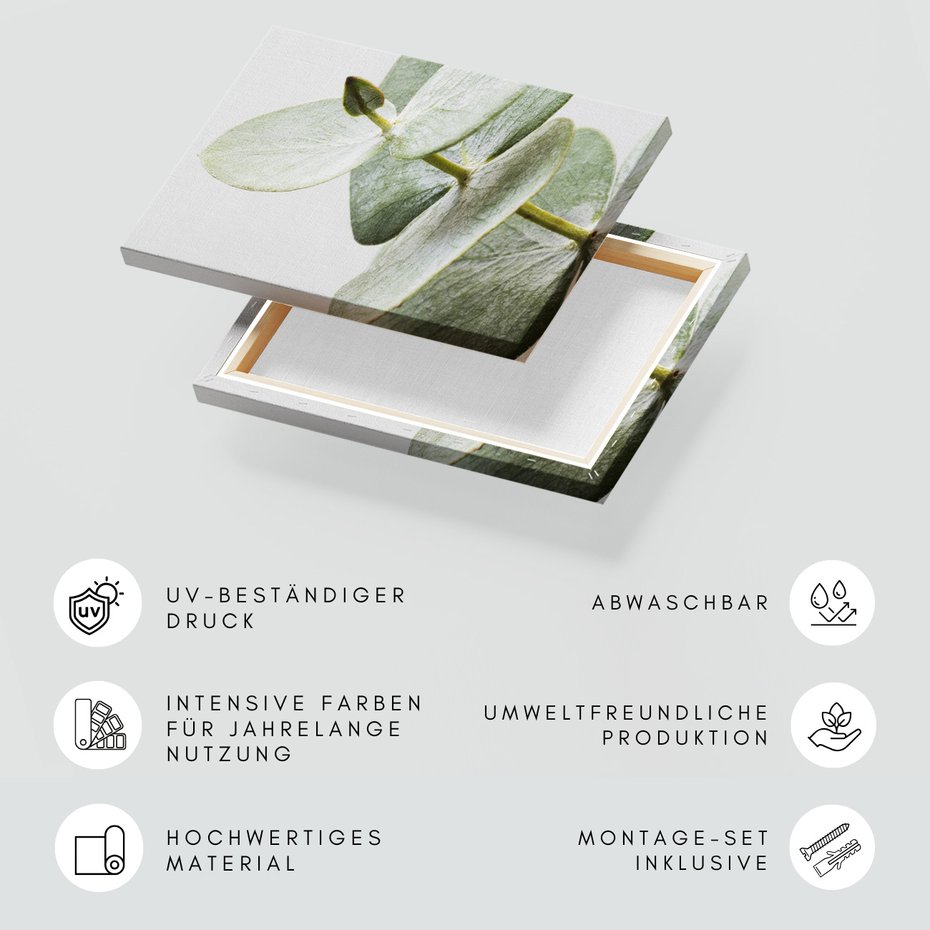 Obraz na płótnie - eukaliptus, liście, gałązka