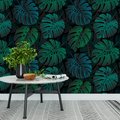 Tapeta - liście, monstera, tło