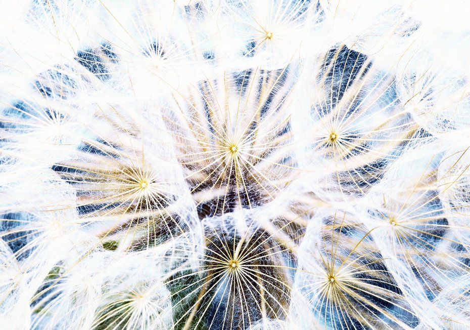 Fototapeta - dmuchawiec, natura, abstrakcja