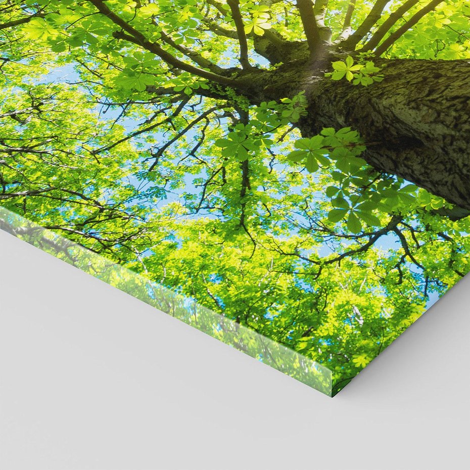 Obraz na płótnie - las, drzewa, słońce