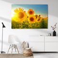 Obraz na płótnie - słoneczniki, pole, lato