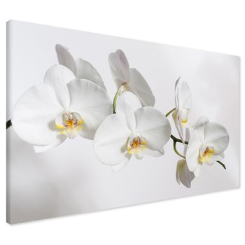 Obraz na płótnie - orchidee, kwiaty, białe,