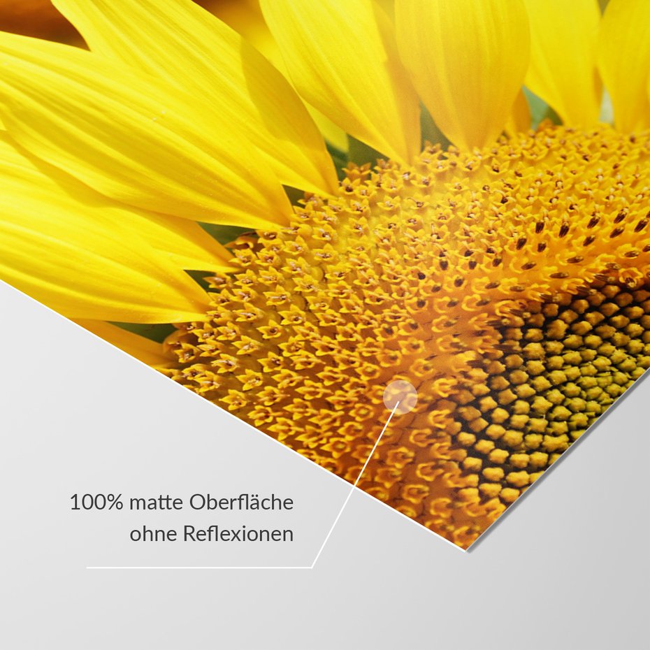 Fototapeta - słonecznik, kwiat, żółty