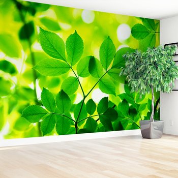 Fototapeta - liście, zieleń, natura