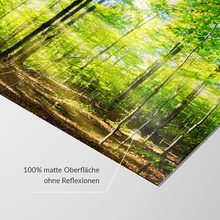 Fototapeta - las, drzewa, światło