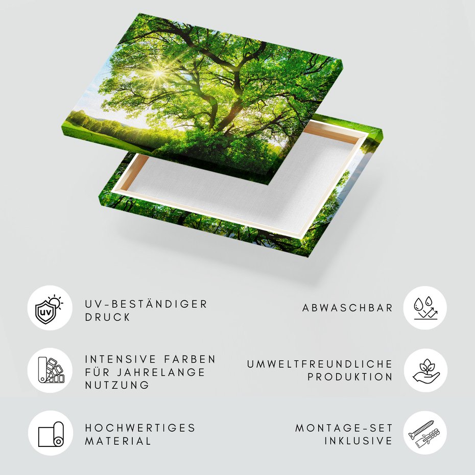 Obraz na płótnie - drzewo, słońce, natura