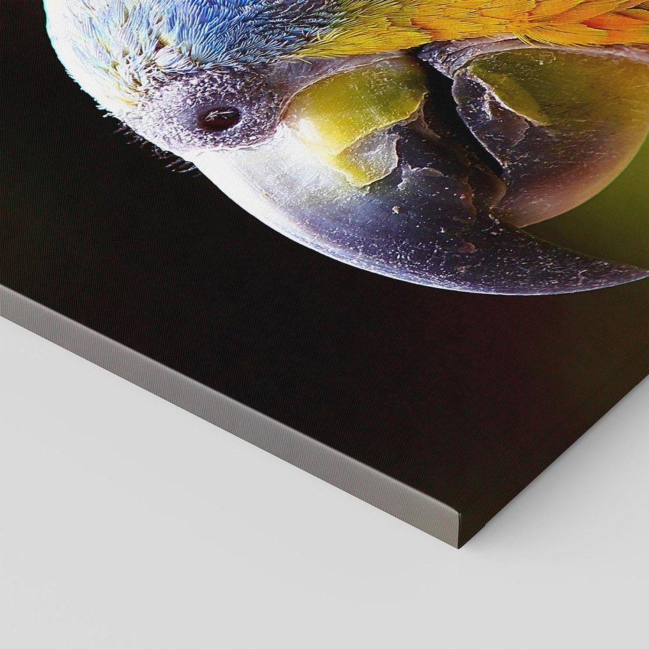 Obraz na płótnie - papuga, ptak, tropikalny