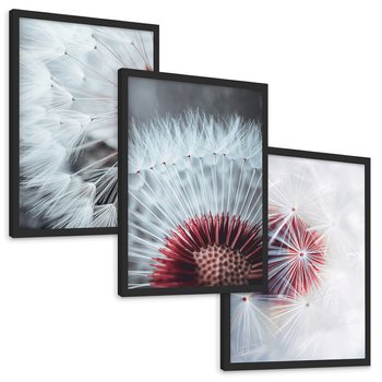 Zestaw obrazy w ramie, plakaty - dmuchawiec, natura, makro - rama czarna