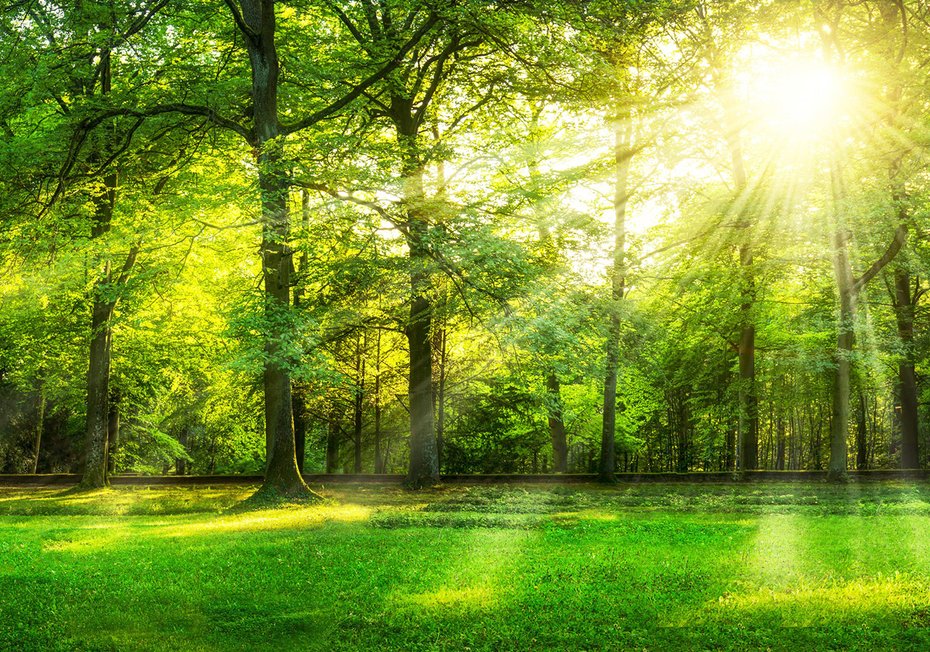 Fototapeta - las, drzewa, słońce