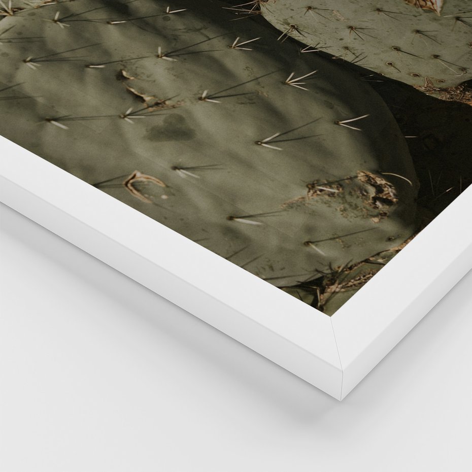 Zestaw obrazy w ramie, plakaty - kaktusy, rośliny, zielony - rama biała