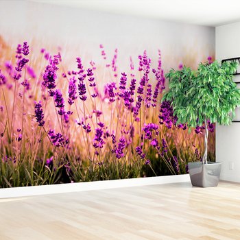 Fototapeta - lawenda, kwiaty, natura