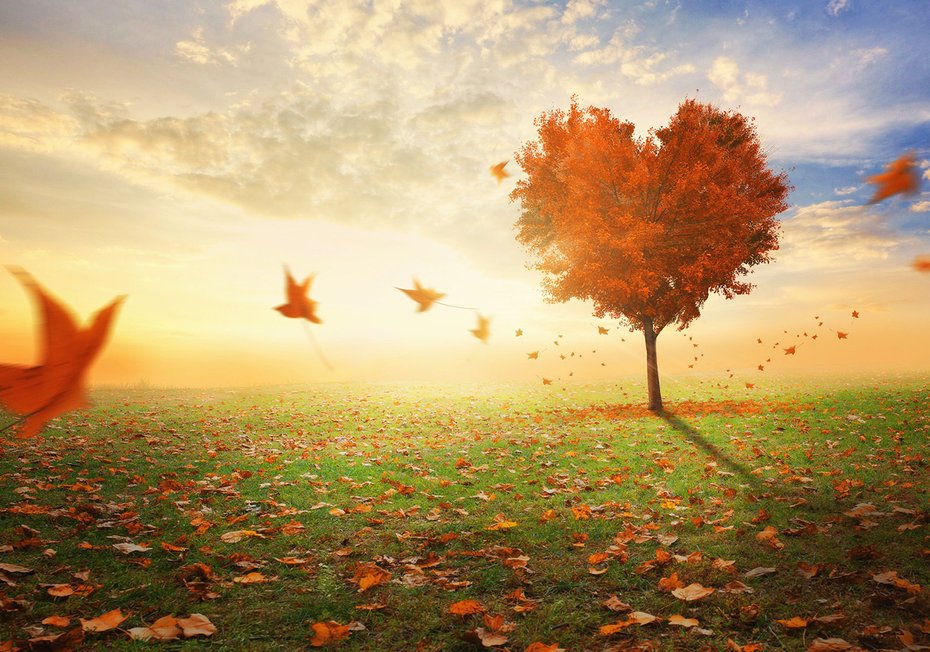 Fototapeta - jesień, drzewo, liście