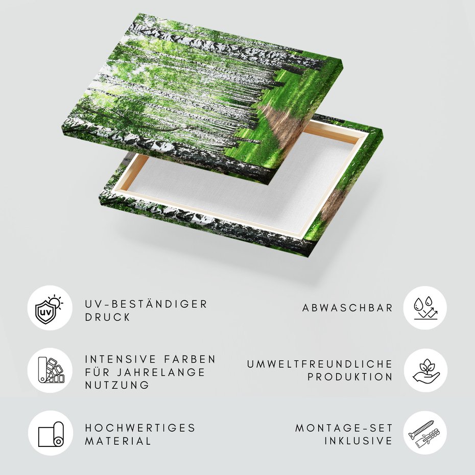 Obraz na płótnie - las, brzozy, natura