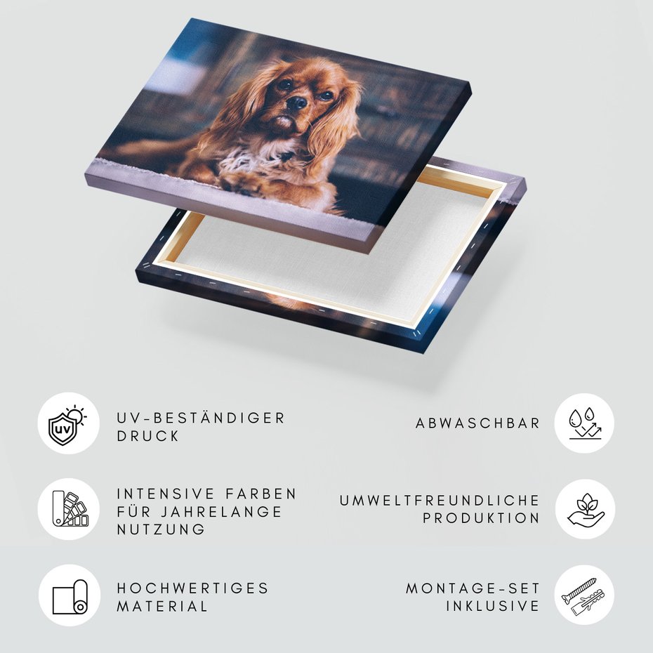 Obraz na płótnie - pies, portret, zwierzę