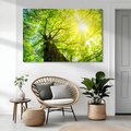 Obraz na płótnie - las, drzewa, słońce