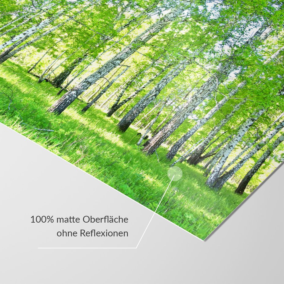 Fototapeta - las, brzozy, natura