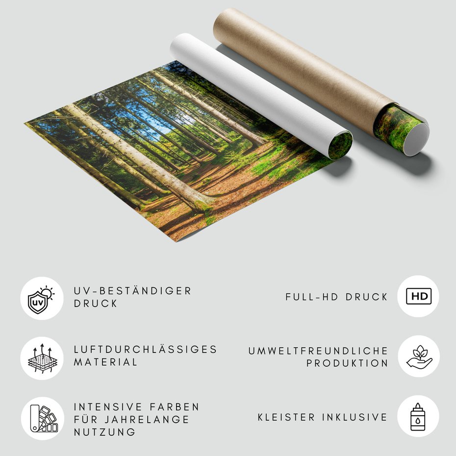 Fototapeta - las, drzewa, przyroda