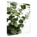 Obraz na płótnie - eukaliptus, liście, roślina
